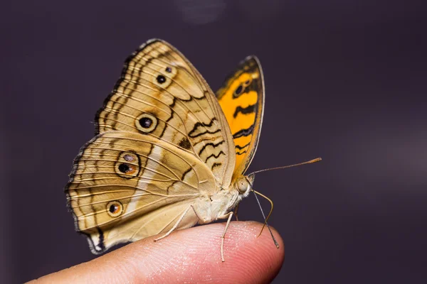 Peacock Pansy vlinder — Stockfoto