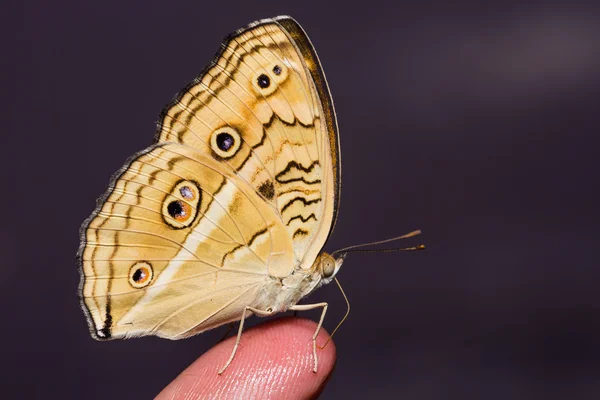 Pavão Pansy borboleta — Fotografia de Stock