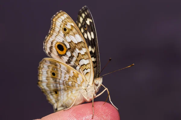 Lemon Pansy butterfly — Stock Photo, Image