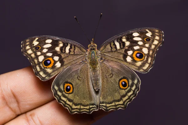 Pansy limão borboleta — Fotografia de Stock