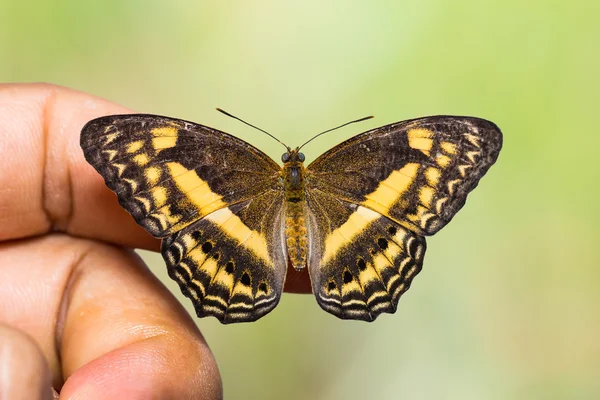 Pequena borboleta yeoman bandado — Fotografia de Stock