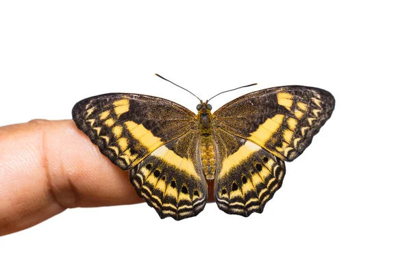 Little Banded Yeoman butterfly — Stock Photo, Image