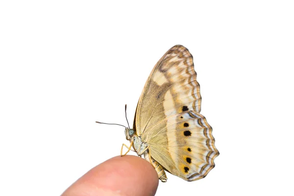 작은 줄무늬 Yeoman 나비 — 스톡 사진