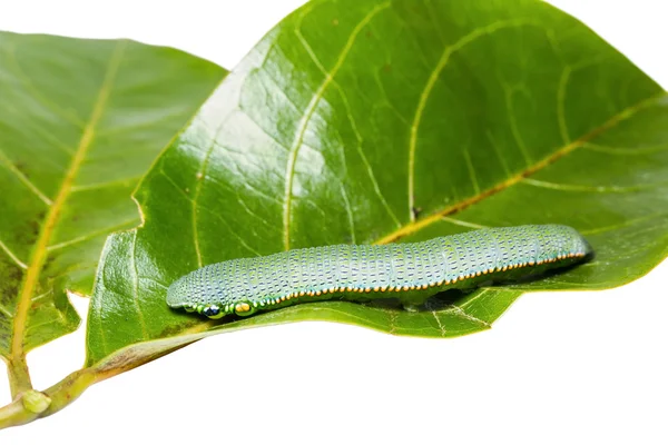 Grote oranje Tip caterpillar — Stockfoto