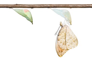 büyük portakal uç kelebek