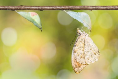 büyük portakal uç kelebek