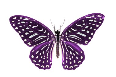 Purple Spotted Zebra butterfly clipart