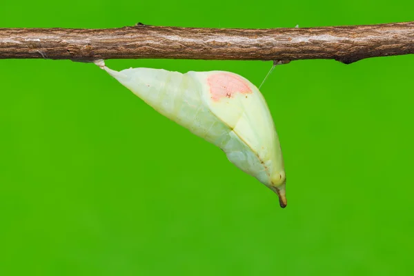 Great Orange Tip butterfly pupa — Stock Photo, Image