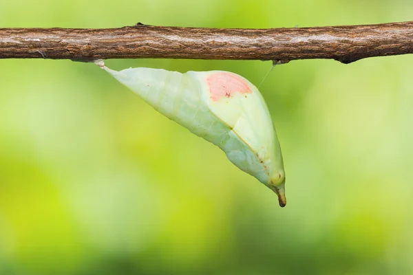 Wielki koniuszek pomarańczowy motyl pupa — Zdjęcie stockowe