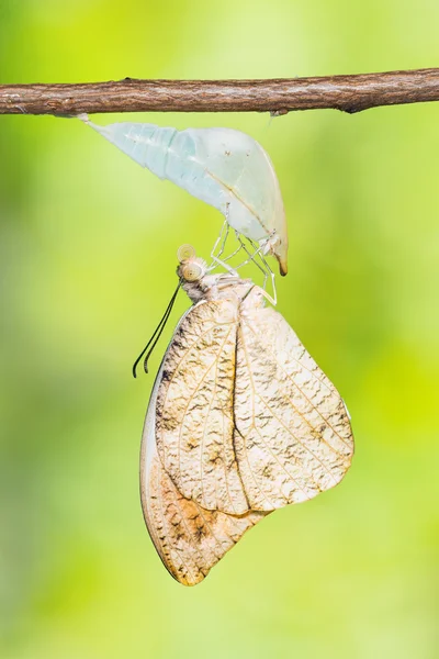 Grand papillon orange pointe — Photo