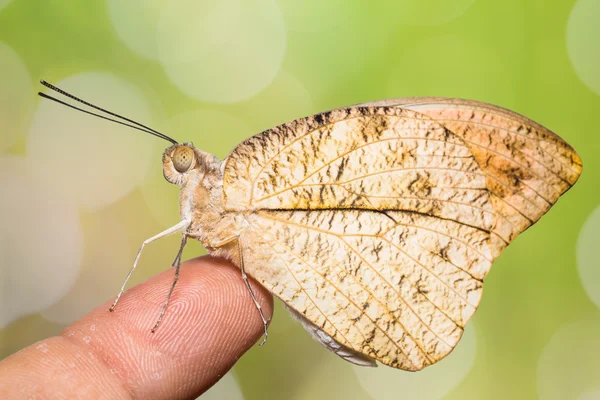 Borboleta de ponta laranja grande — Fotografia de Stock