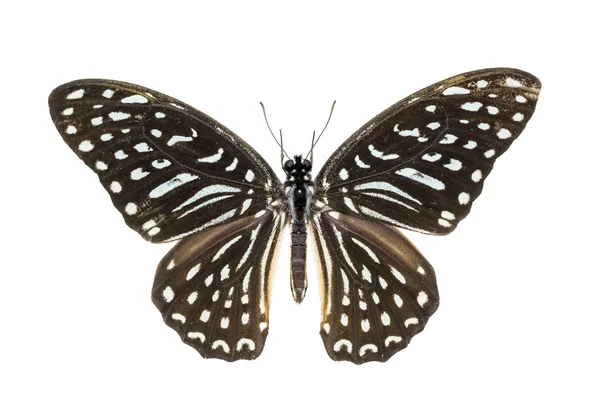 Gevlekte Zebra butterfly — Stockfoto