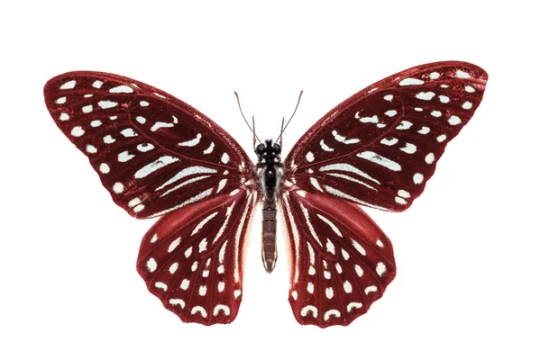 Red Spotted Zebra butterfly — Stock Photo, Image