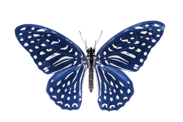 Blauw Spotted Zebra vlinder — Stockfoto