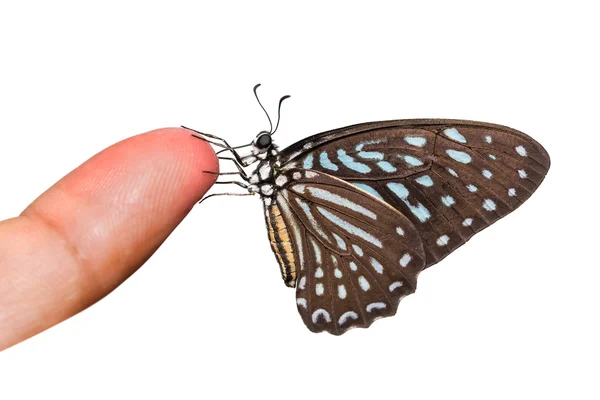 Papillon zèbre tacheté — Photo