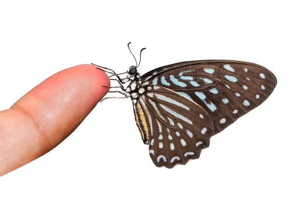 Łaciate Zebra motyl — Zdjęcie stockowe