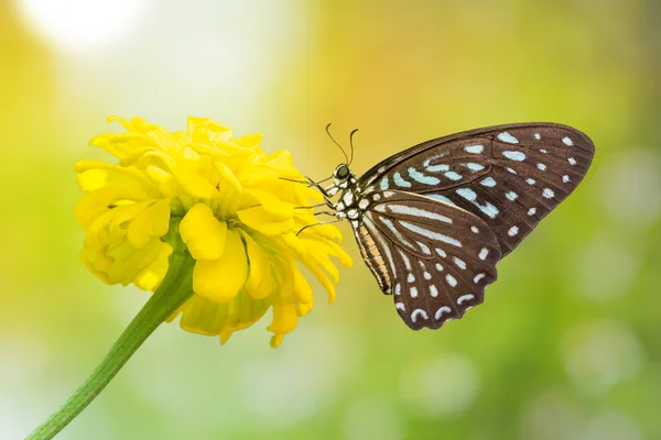 स्पॉट ज़ेबरा तितली — स्टॉक फ़ोटो, इमेज