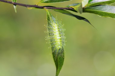 Gri sayısı tırtıl