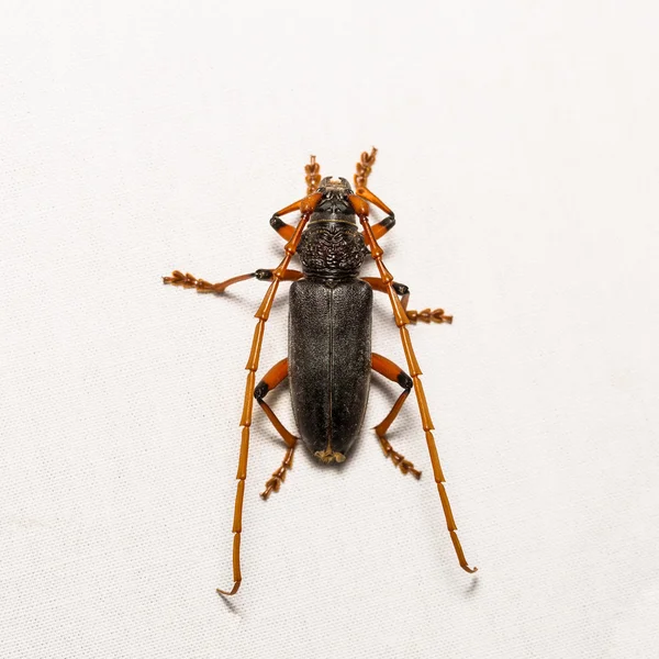 Long-horned beetle or mango bark borer beetle — Stock Photo, Image
