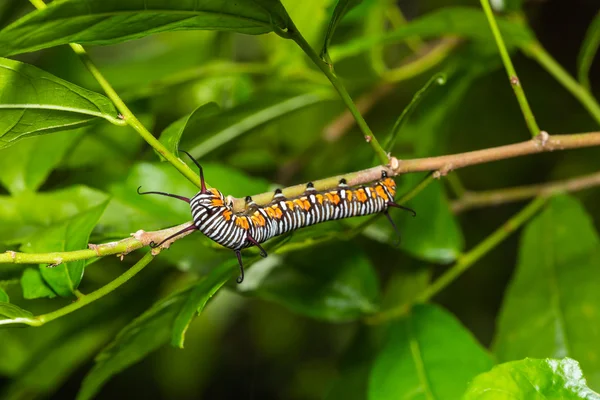 Common Indian crow caterpillar — Stock Photo, Image