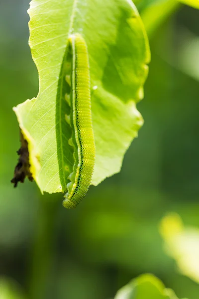 Zitronenraupe — Stockfoto