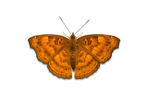 Černý Princ motýl — Stock fotografie