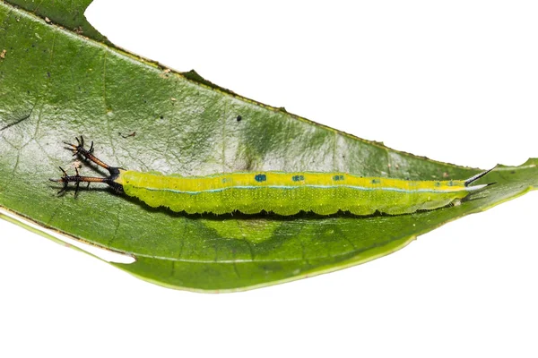 Black Prince caterpillar — Stock Photo, Image