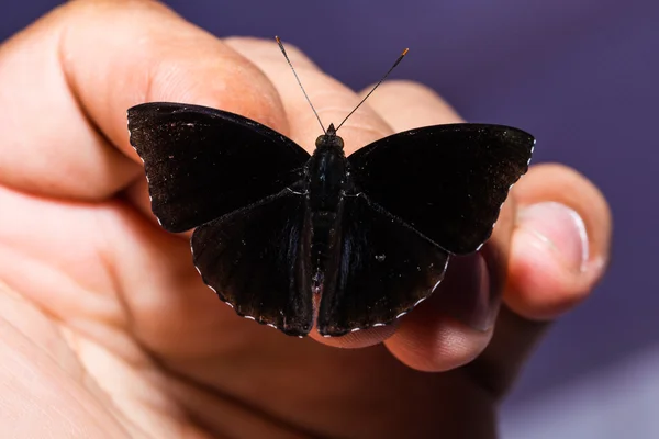 Mâle noir prince papillon — Photo