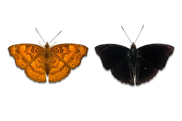 Motyl mężczyzna Black Prince — Zdjęcie stockowe