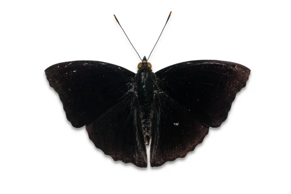 Motyl mężczyzna Black Prince — Zdjęcie stockowe