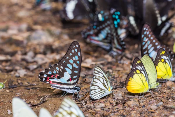 Бабочки грязевые лужи в природе — стоковое фото
