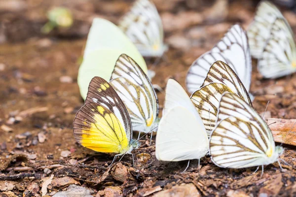Пьеридные бабочки в природе — стоковое фото