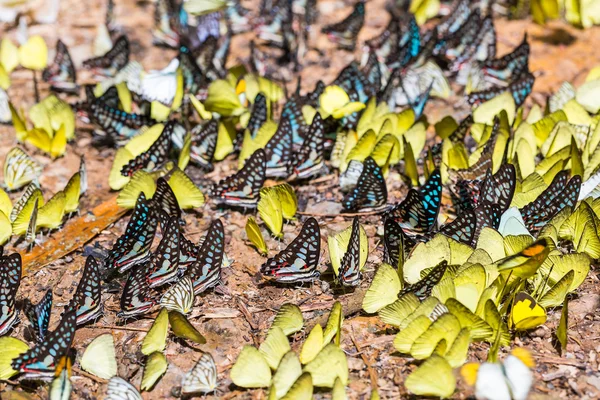 Masa de mariposas Graphium y mariposas Pierid — Foto de Stock