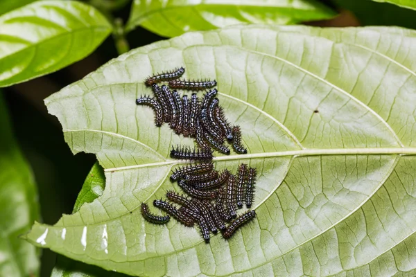 Young hösten blad larver — Stockfoto