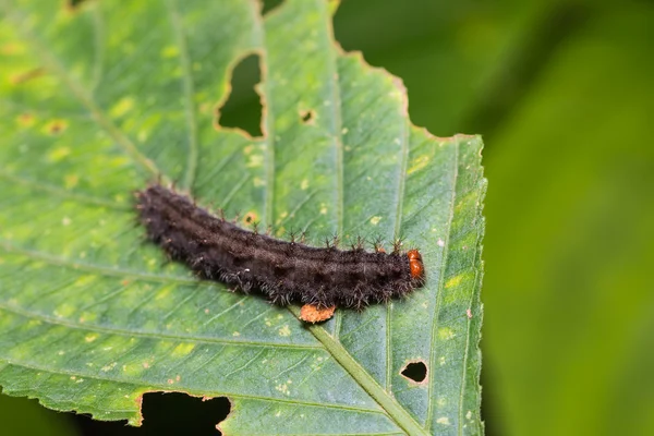 Caterpillar csokoládé árvácska — Stock Fotó