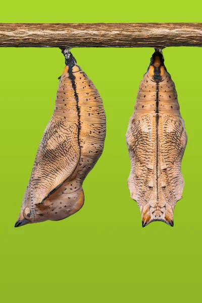 Autumn Leaf butterfly pupae — Stock Photo, Image