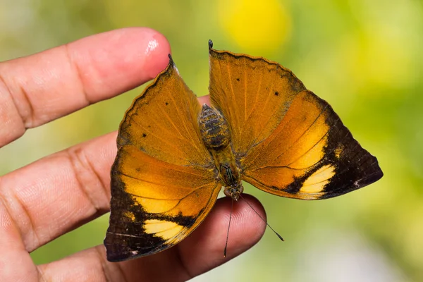 Mariposa de hoja de otoño —  Fotos de Stock