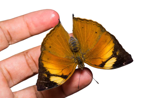 Mariposa de hoja de otoño — Foto de Stock