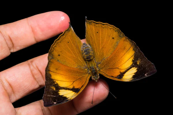 Outono folha borboleta — Fotografia de Stock