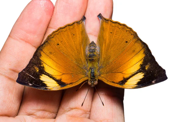 Jesień liść motyl — Zdjęcie stockowe