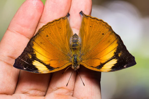 Mariposa de hoja de otoño — Foto de Stock