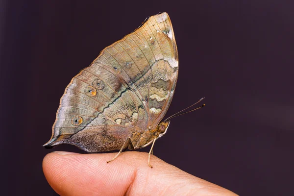 Autumn Leaf butterfly — Stock Photo, Image