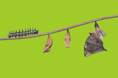 Sonbahar yaprak kelebek ömrü