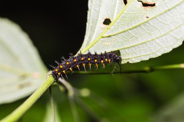 Genç turuncu Oakleaf tırtıl