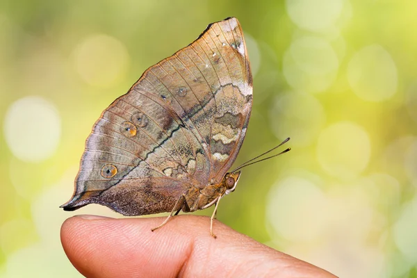 Mariposa de hoja de otoño — Foto de Stock