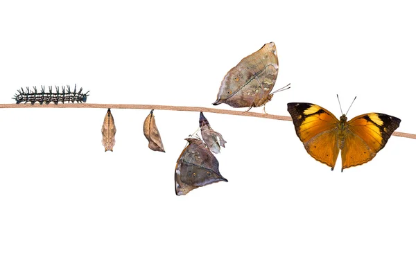 Cycle de vie du papillon feuille d'automne — Photo