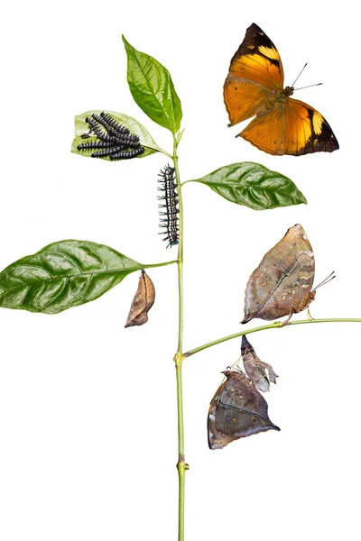 Cycle de vie du papillon feuille d'automne — Photo