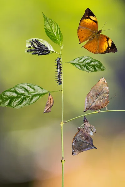 Ciclo de vida de la mariposa de la hoja de otoño — Foto de Stock