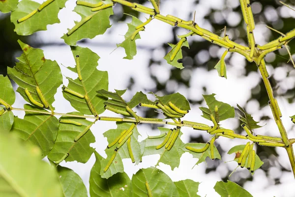 Three-spot Grass Yellow caterpillars — Stock Photo, Image