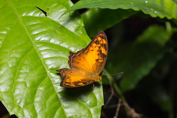 Mariposa vagabunda en la naturaleza —  Fotos de Stock